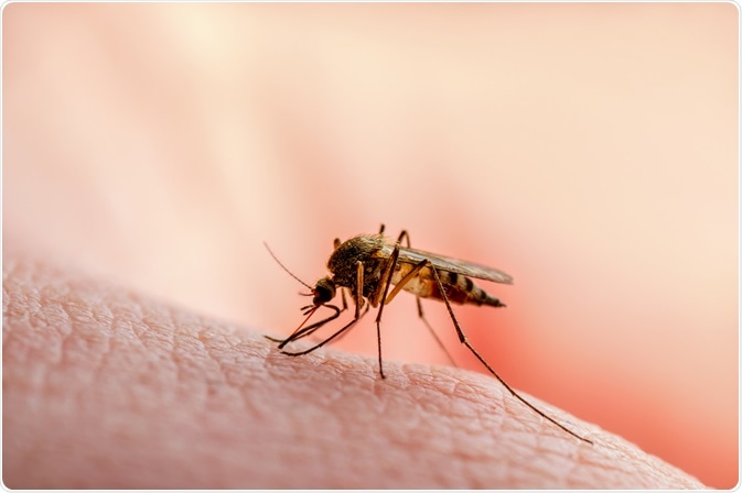 Know about Malaria: Symptoms, Complications, and Diagnosis