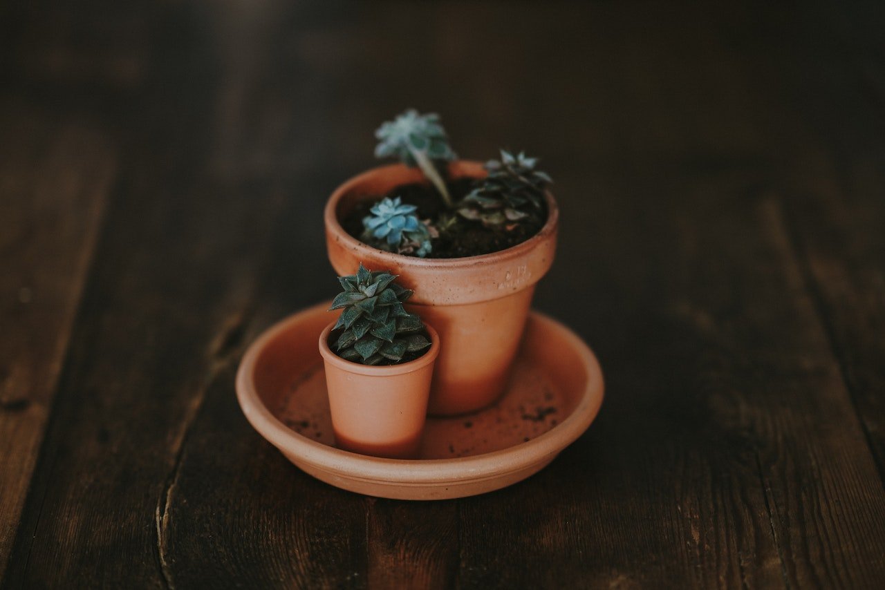 An Advice Guide on Buying Plant Pots for Your House