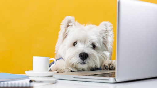 7 common challenges to avoid Challenges in Online Puppy Training