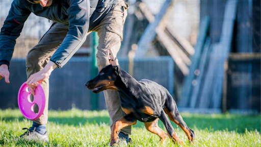 Can Dog Board and Train Improve Your Dog’s Social Skills?