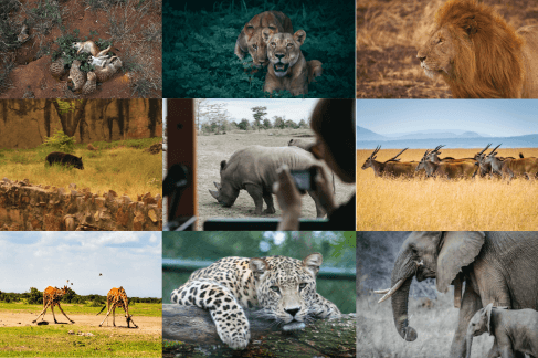 Everything you need to know about wildlife photography trips!