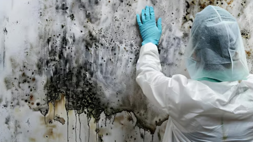 Hidden Dangers of Mold: Why New Jersey Residents Should Act Fast?