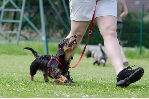 Benefits of Online Dog Training Courses